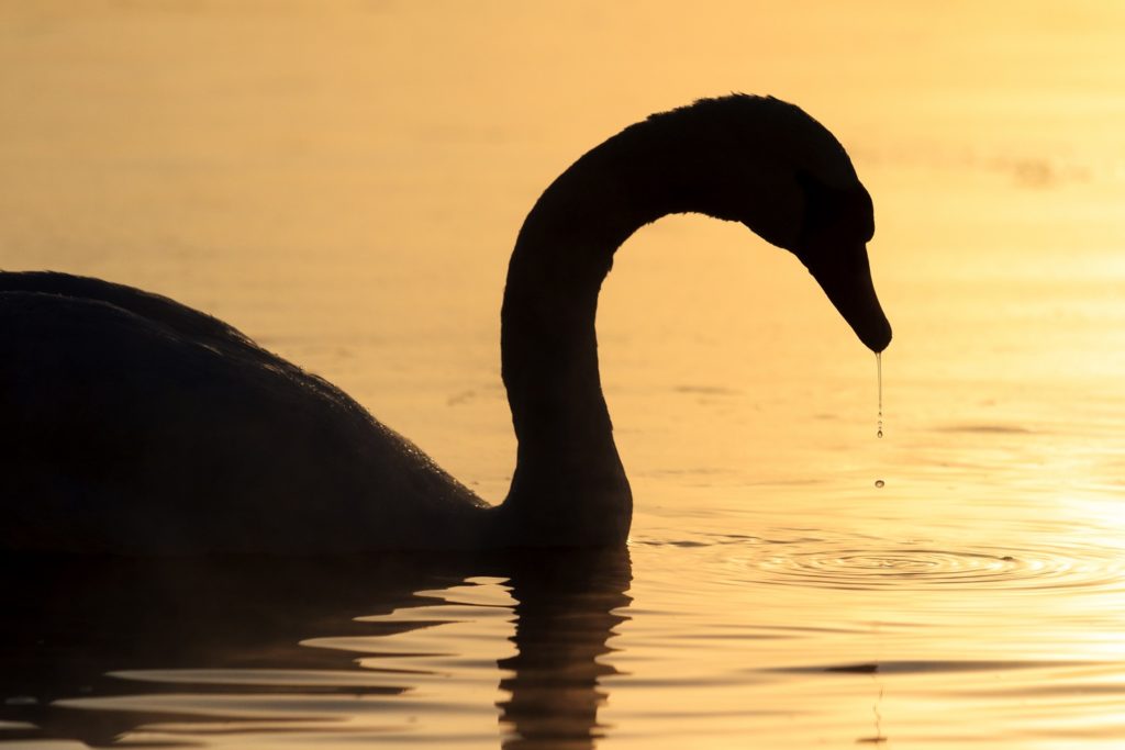 WD-Ganns-law-of-vibration